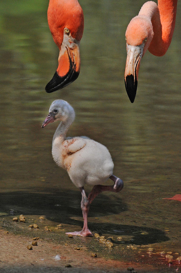 Parents and Child by Sue Jarrett Parents and Child by Sue Jarrett