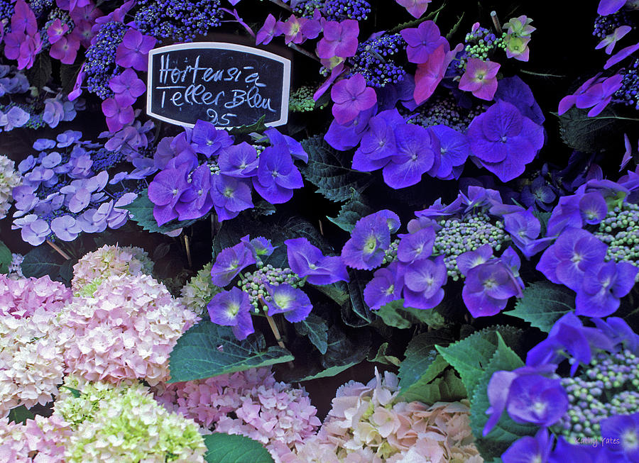 Paris Photograph - Paris Flower Market Hydrangeas by Kathy Yates