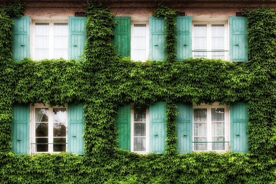 Paris Ivy Covered Windows Photograph by Georgia Clare