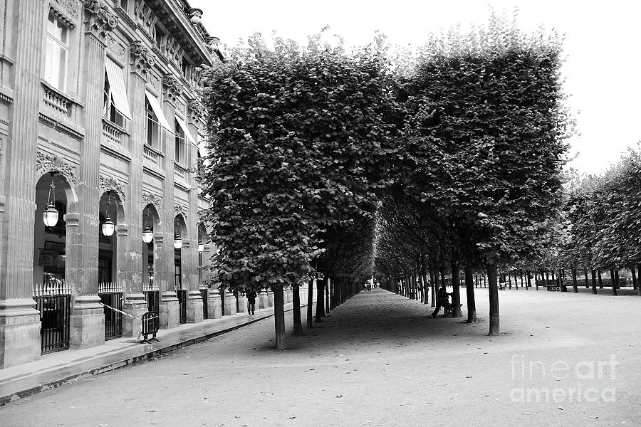Paris Palais Royal Gardens Row Of Trees - Palais Royal Architecture Trees Landscape Photograph by Kathy Fornal