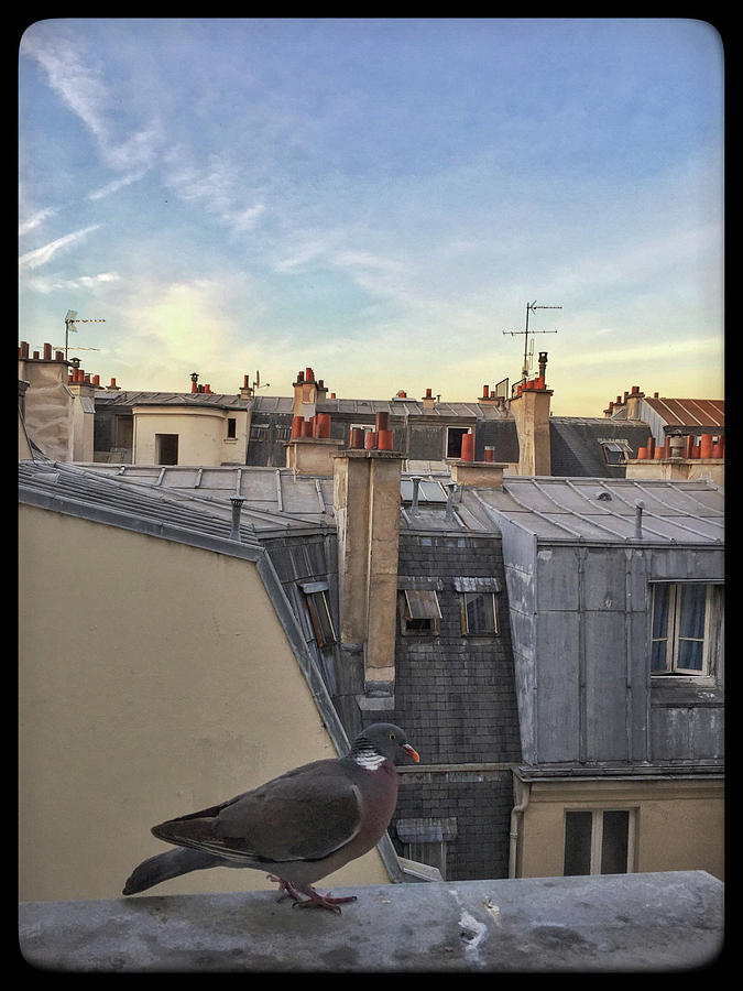 Paris Rooftop Pigeon Photograph by Frank DiMarco