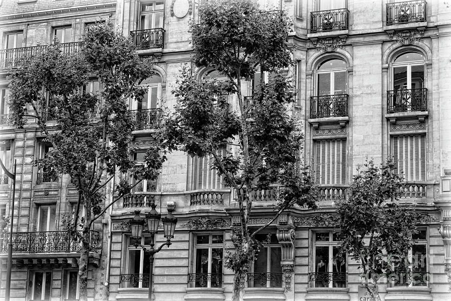 Paris Trees and Balconies Black and White Photograph by Carol Groenen