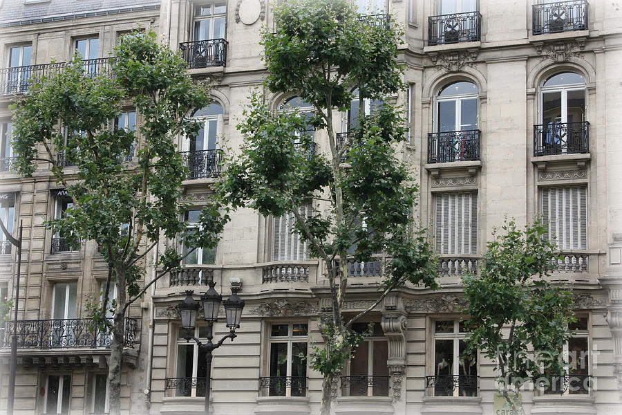Paris Trees and Balconies Photograph by Carol Groenen