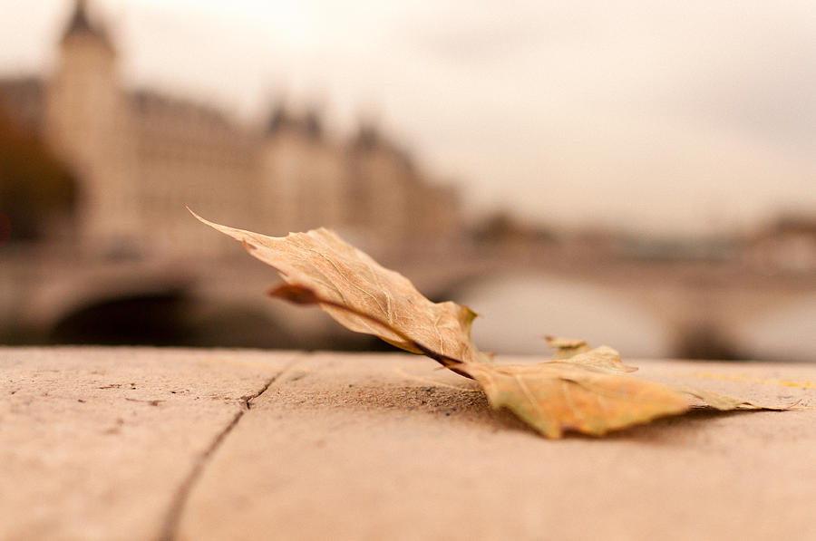 Parisian Leaf Photograph