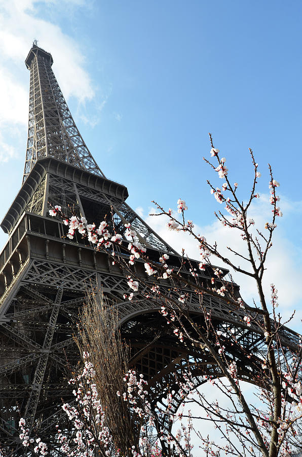 Parisian Springtime with Flowers Blooming Beneath the Eiffel Tower in Paris France Photograph by Shawn OBrien