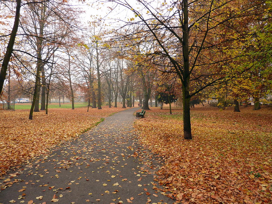 Park autumn Photograph by Lukasz Ryszka