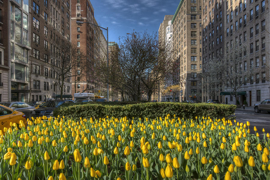 Park Ave Tulips Photograph by Mike Deutsch - Fine Art America