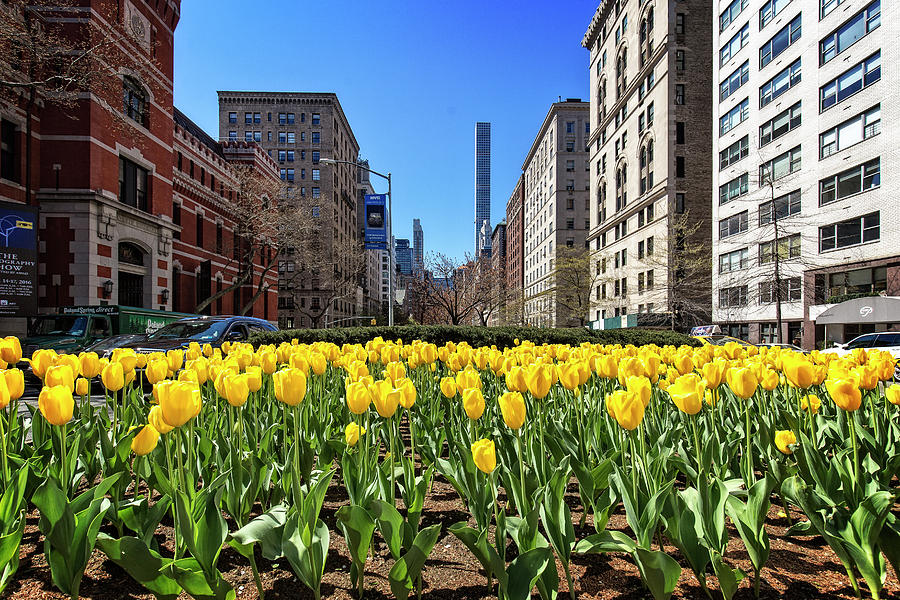 Park Avenue Tulips Photograph by Alan Raasch