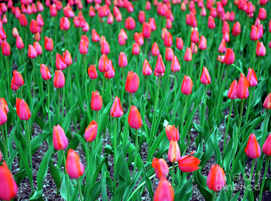 Park Avenue Tulips New York City Photograph by John Rizzuto