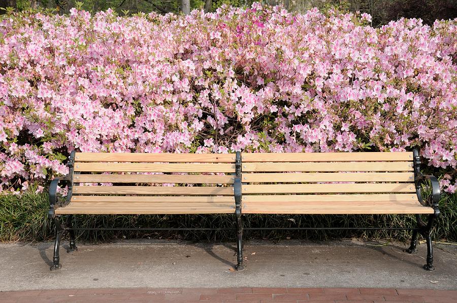 Park Bench and Azaleas Photograph by Bradford Martin