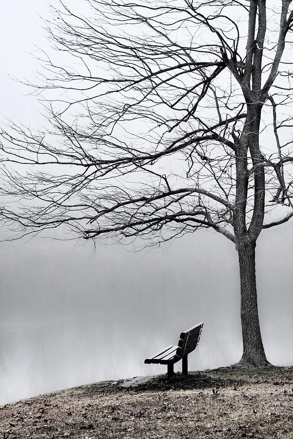 Tree Photograph - Park Bench and Leafless Tree in Fog - Hi-Key by Greg Jackson
