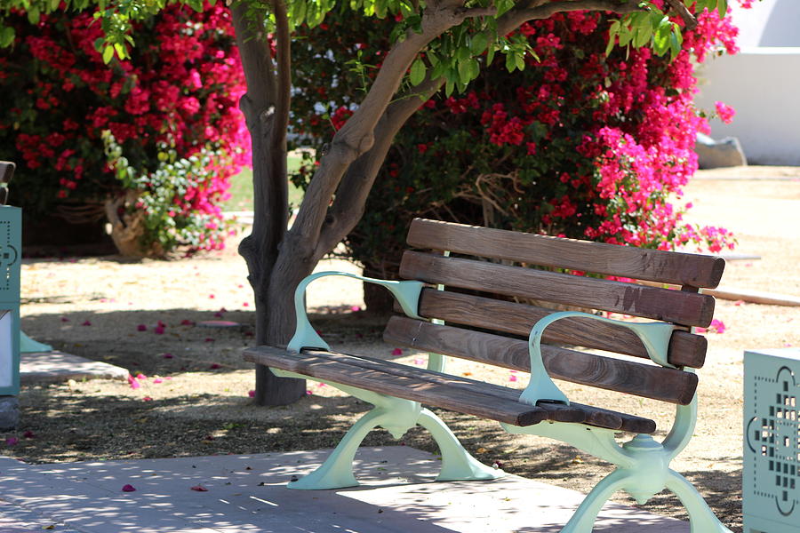 Summer Photograph - Park Bench in La Quinta by Colleen Cornelius