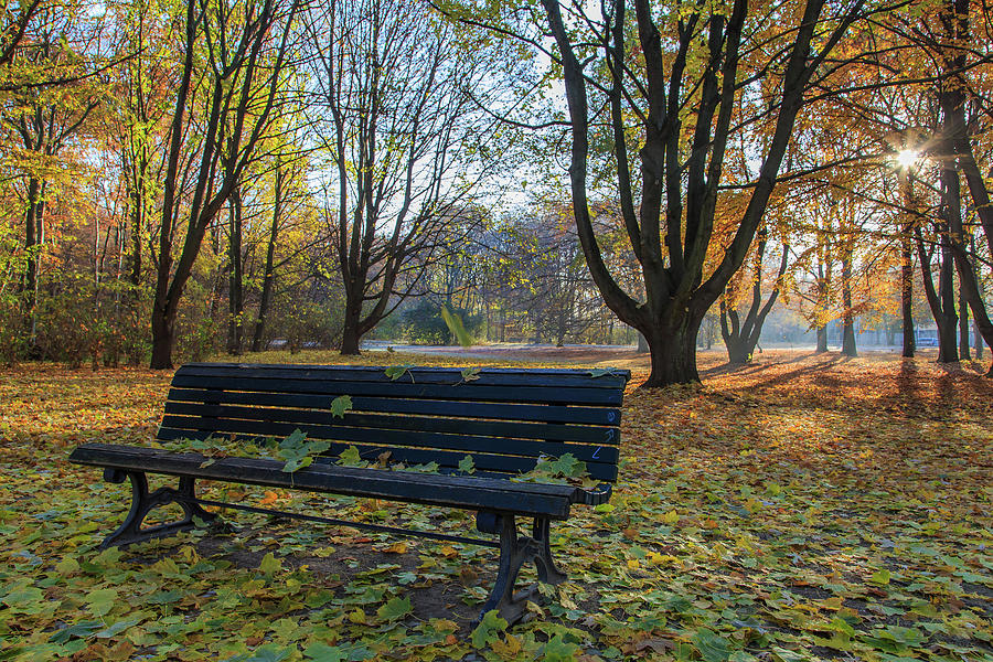 Park bench in Tiergarten Berlin Photograph by Stefan Mazzola
