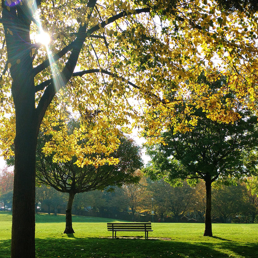 Tree Photograph - Park Bench by Luzia Light