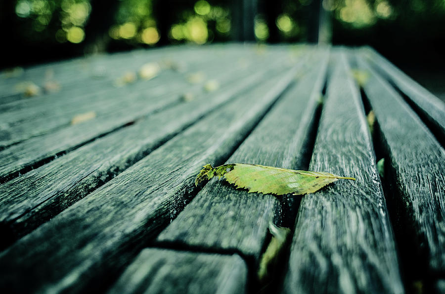 Park Bench Photograph by Miguel Winterpacht