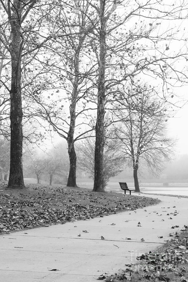 Park Bench on a Foggy Morning Photograph by Tamara Becker