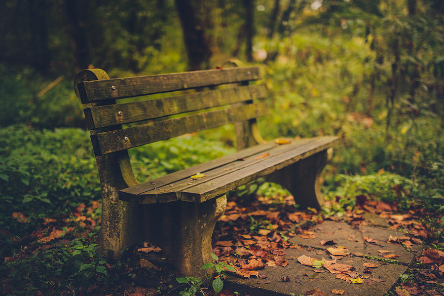 Park Bench Photograph by Shane Holsclaw