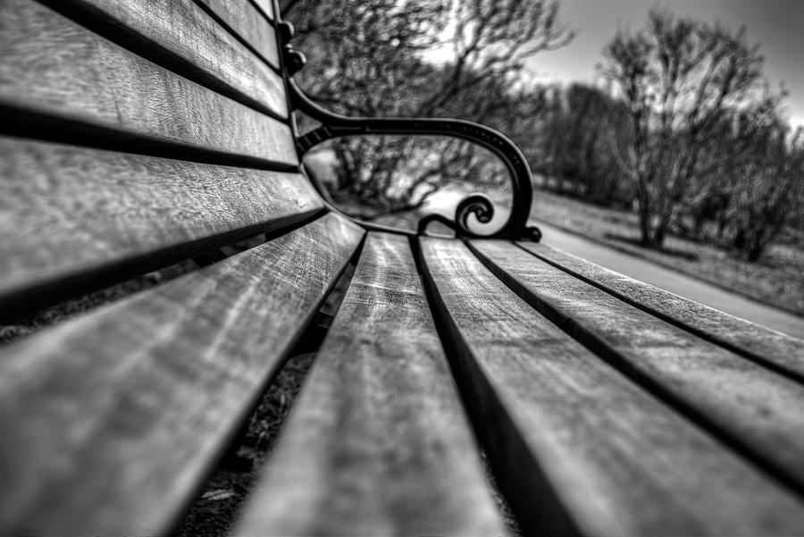 Ant on a bench Photograph by Tim Buisman