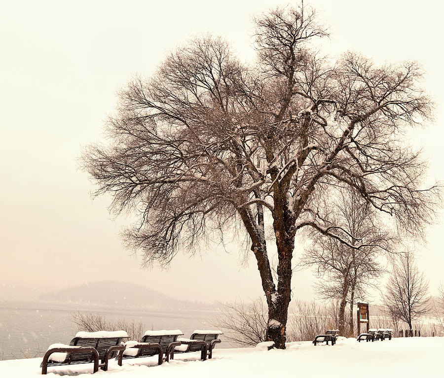 Tree Photograph - Park Benches in snowfall by Jeff Swan