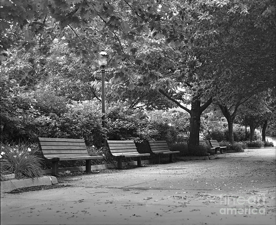 Park Benches Photograph by Ken DePue