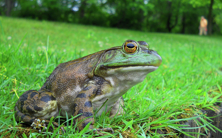 Park Frog William Kaluta Photography Photograph by William Kaluta ...