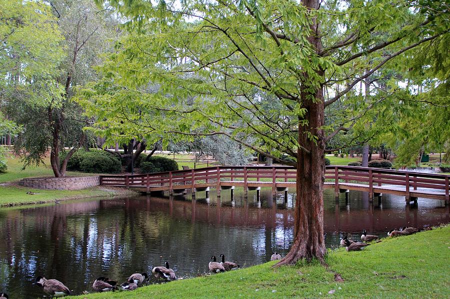 Architecture Photograph - Park Geese by Cynthia Guinn