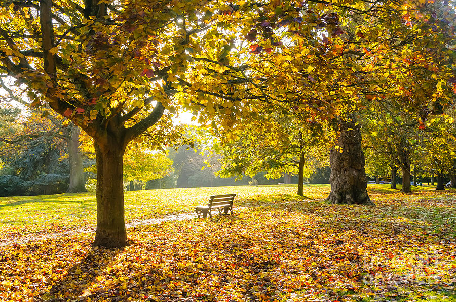 Victoria Park, Bath, in Autumn Photograph by Colin Rayner