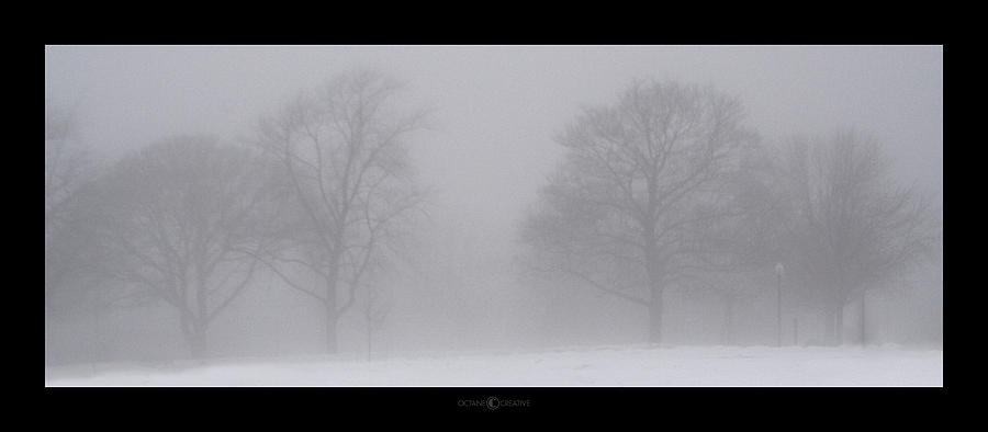 Tree Photograph - Park in Winter Fog by Tim Nyberg
