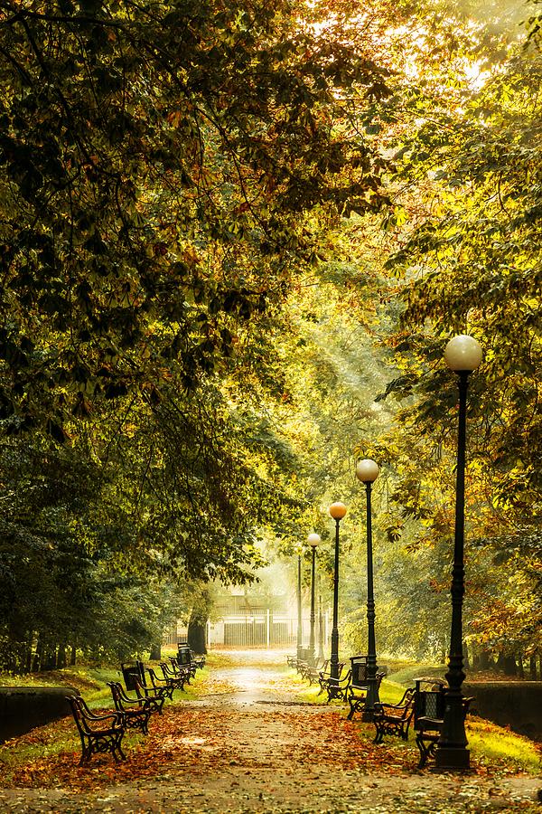 Fall Photograph - Park lane by Jaroslaw Grudzinski