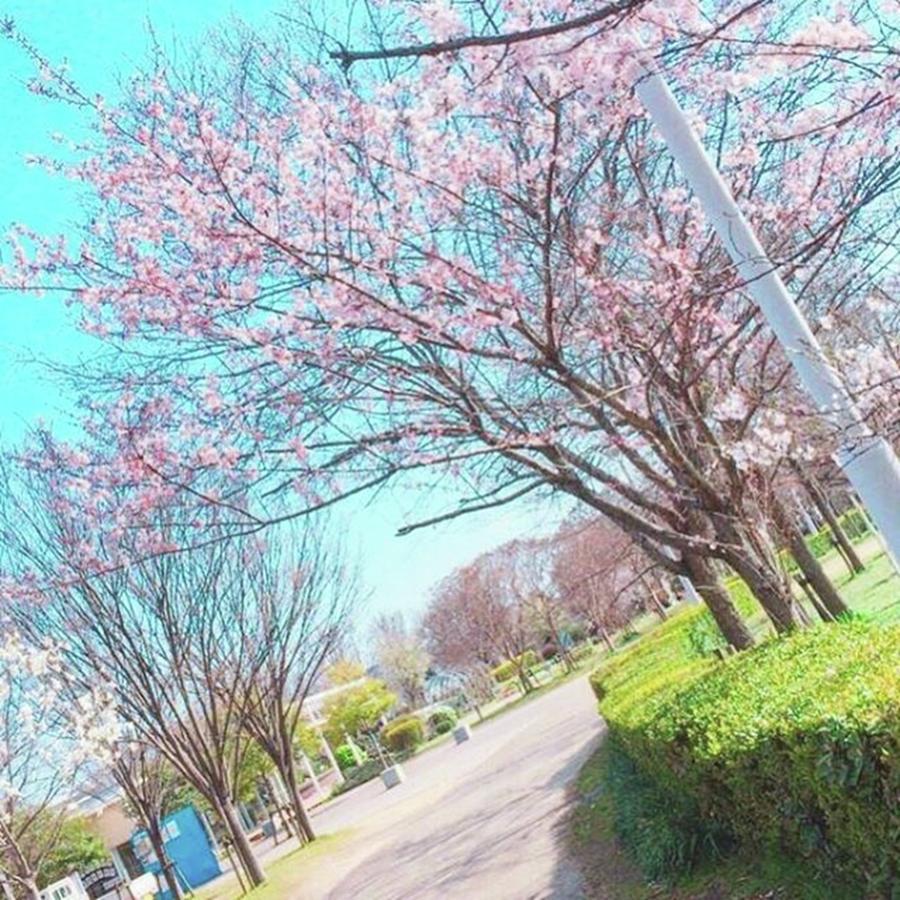 Spring Photograph - #park #pink #spring #sakura by Kaori Deguchi