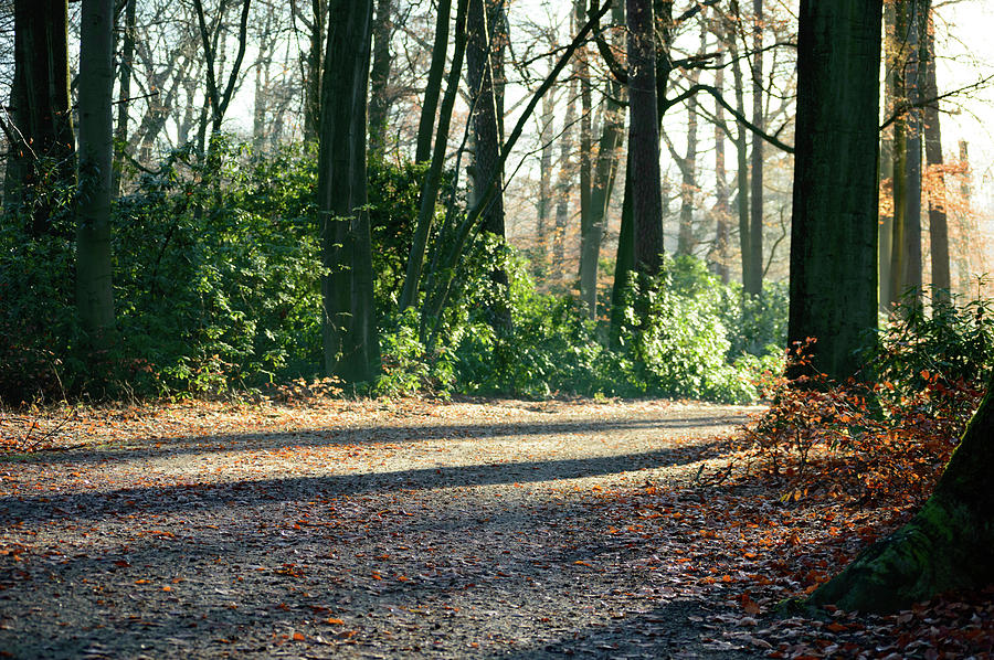Fall Photograph - Park road with autumn trees and green plants by Johan Ferret