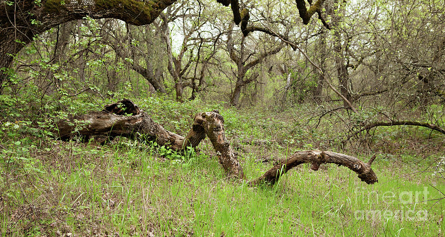 Tree Photograph - Park Serpent by Carol Lynn Coronios