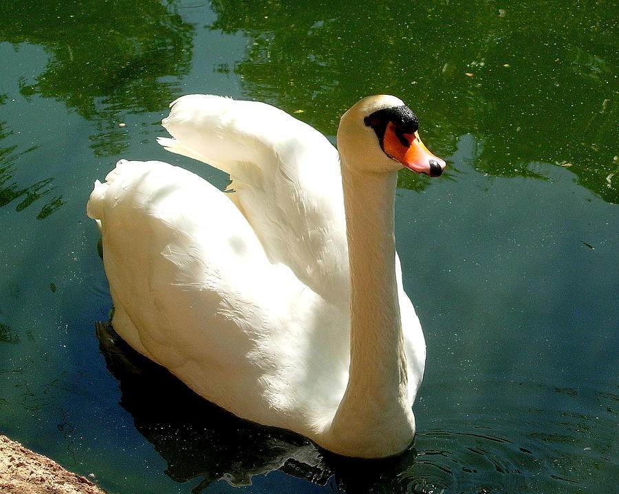 Park Swan Photograph by Arvin Miner