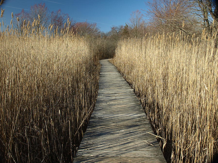 Parker River Wildlife Refuge Path Photograph by Mary Capriole