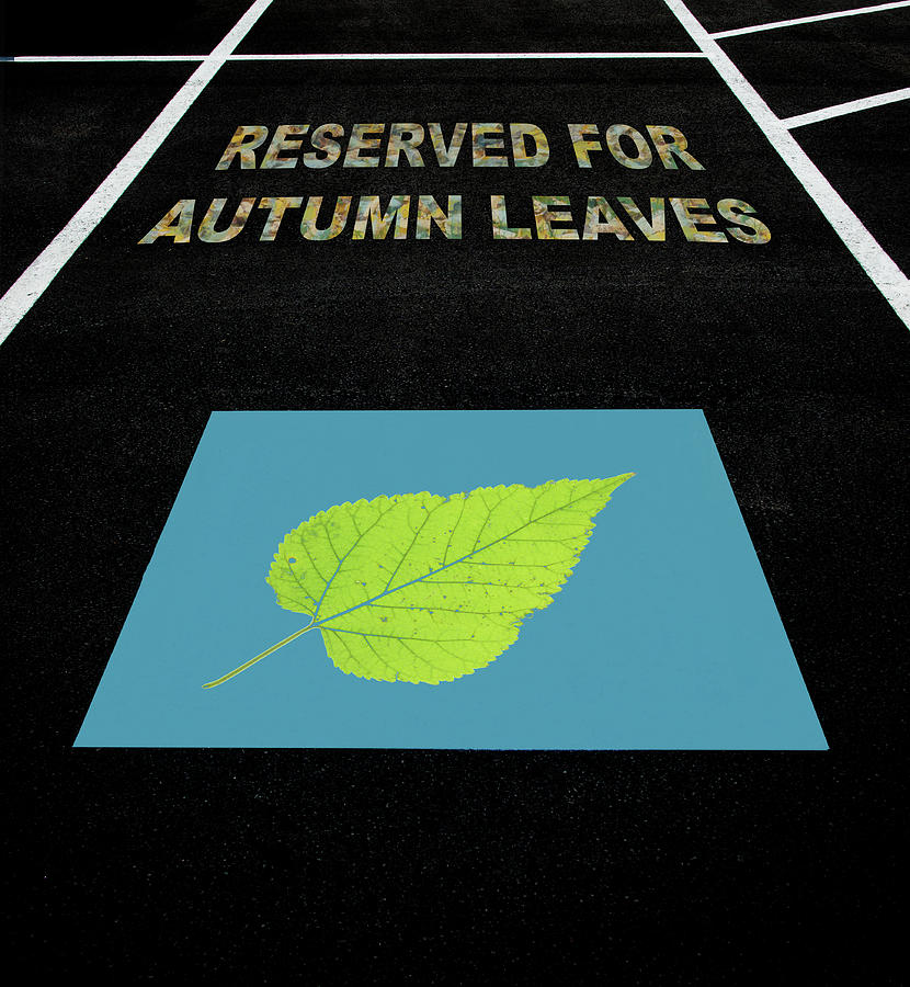 Parking Space Reserved For Autumn Leaves Photograph by Gary Slawsky