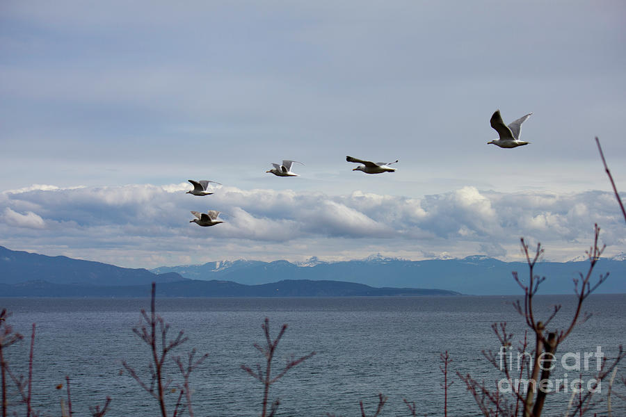 Parksville Beach Gulls Photograph by Donna L Munro