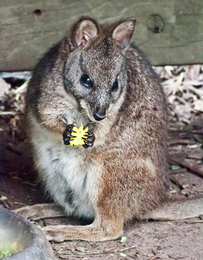 Parma Wallaby Lunchtime Photograph by Miroslava Jurcik