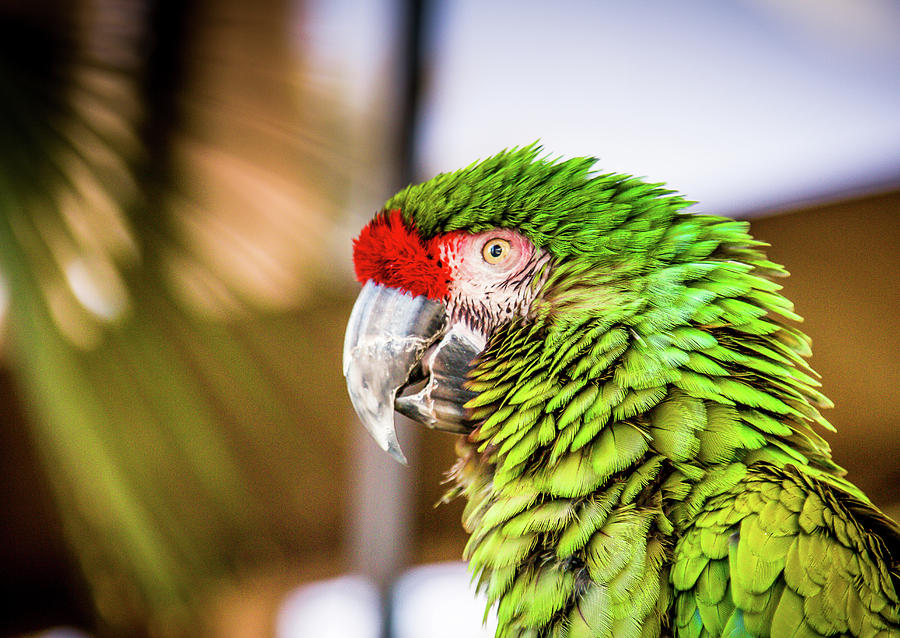 Parrot 2 Photograph by Hyuntae Kim