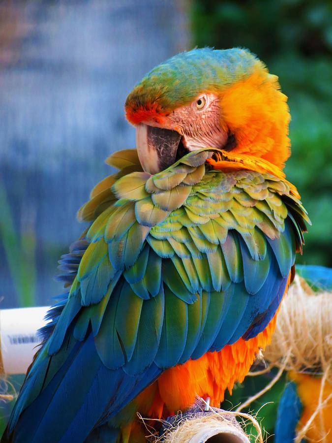 Parrot 2 Photograph by Vijay Sharon Govender