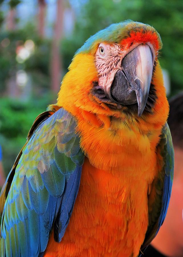 Parrot 3 Photograph by Vijay Sharon Govender