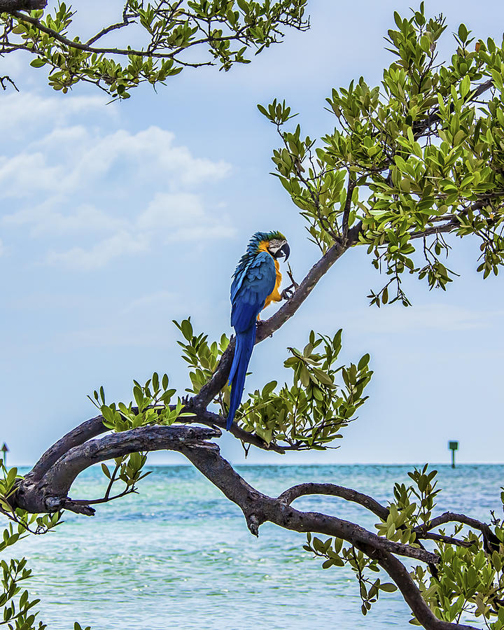 Parrot above the Aqua Sea by Paula Porterfield-Izzo Parrot above the Aqua Sea by Paula Porterfield-Izzo