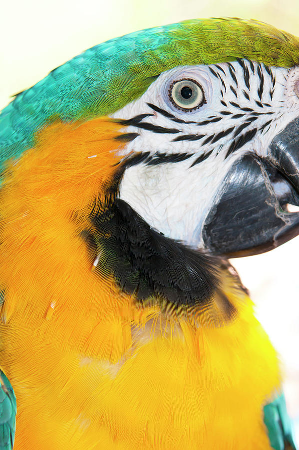Parrot and eye Photograph by Anna Kluba