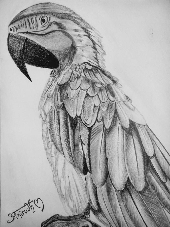 Dead Parrot Sketch Art Print by Emily Brook | Society6-gemektower.com.vn