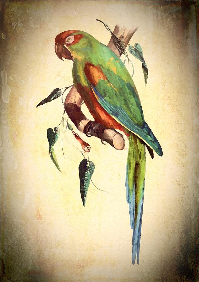 Parrot Mixed Media by Charmaine Zoe