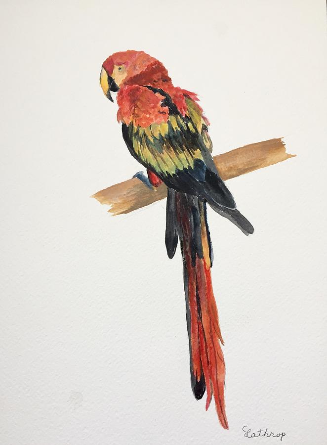 Parrot Painting by Christine Lathrop