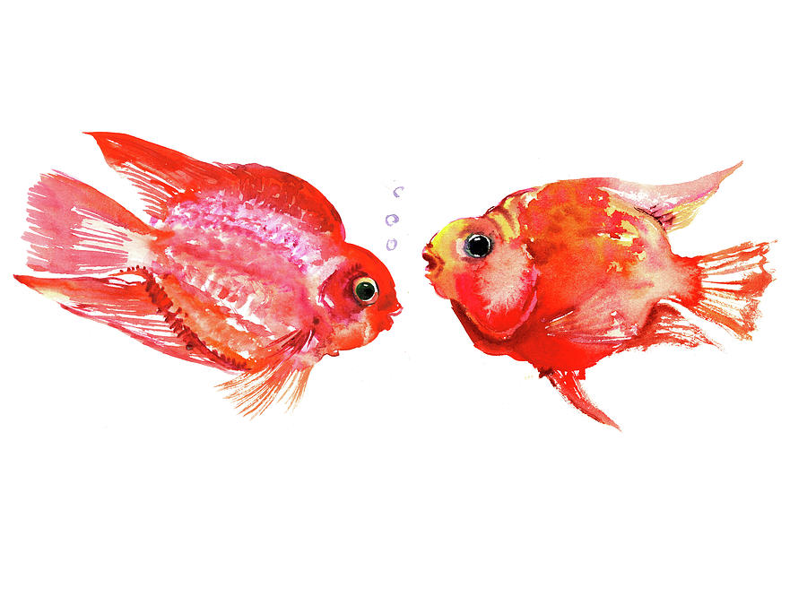 Fish Painting - Parrot Cichlids by Suren Nersisyan