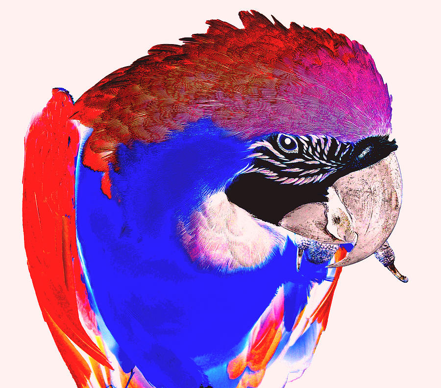 Parrot Colors Photograph by Amanda Vouglas