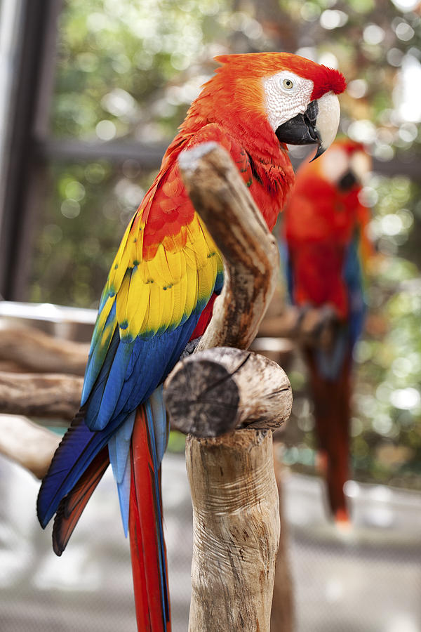 Parrot Colors Photograph by Jon Glaser