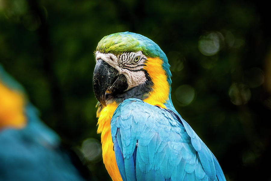 Parrot Photograph by Daniel Murphy