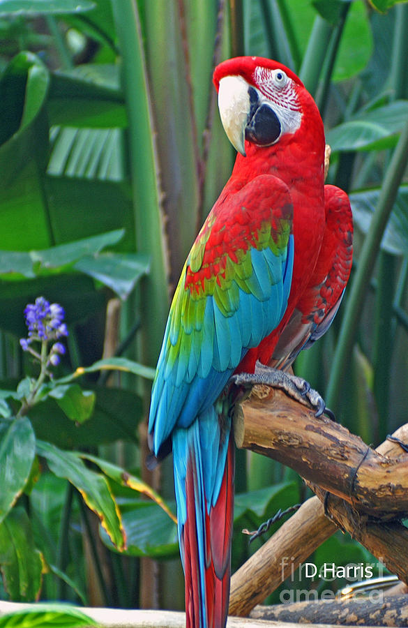 Parrot Photograph by Dawn Harris